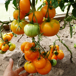 Помидоры Азоюшка — Azoychka