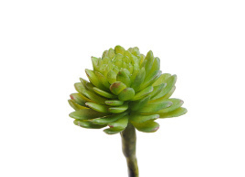 Мини-суккулент Эхеверия Даренберга