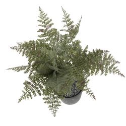 GAEM Цветочная композиция "Папоротник", L20 W20 H66 см