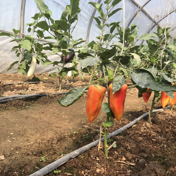 ПАЛЕРМО ОБЕДИУС F1 семена перца сладкого Rijk Zwaan описание – фото 5