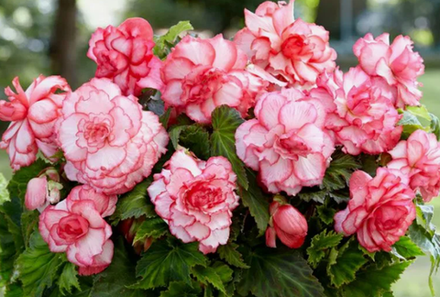 Бегония клубневая Розебуд март-апрель 26