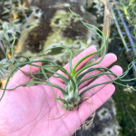 Тилландсия bulbosa