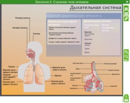 Электронные плакаты и тесты. Биология. Строение тела человека