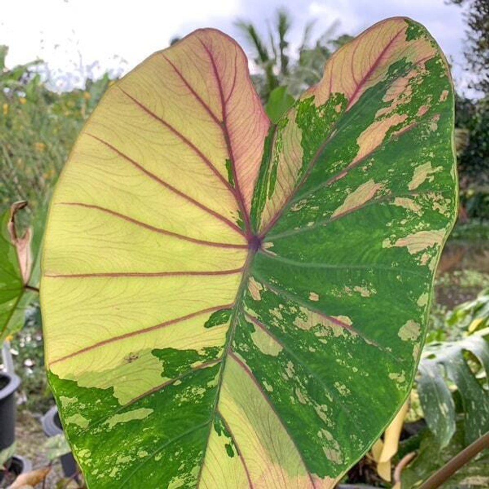 Колоказия FIRST PINK