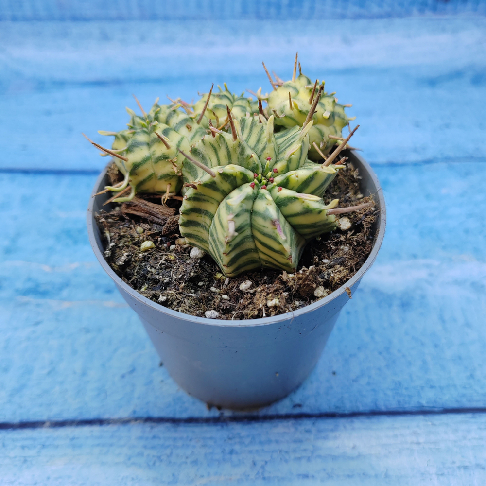 Euphorbia meloformis f. Variegated (Эуфорбия вариегатная)