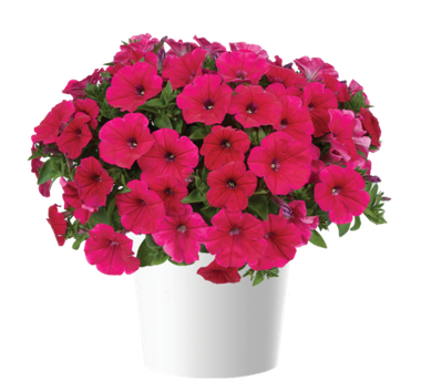 32235 Петуния CASCADIAS FUCHSIA (ВЕСНА 2025)