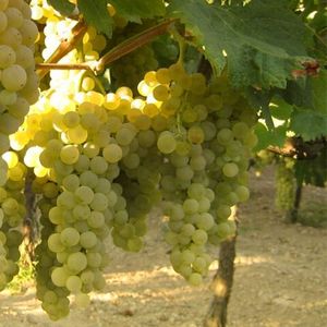 Турбиана или Требьяно - белый сорт винограда