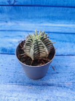 Euphorbia meloformis f. Variegated (Эуфорбия вариегатная)