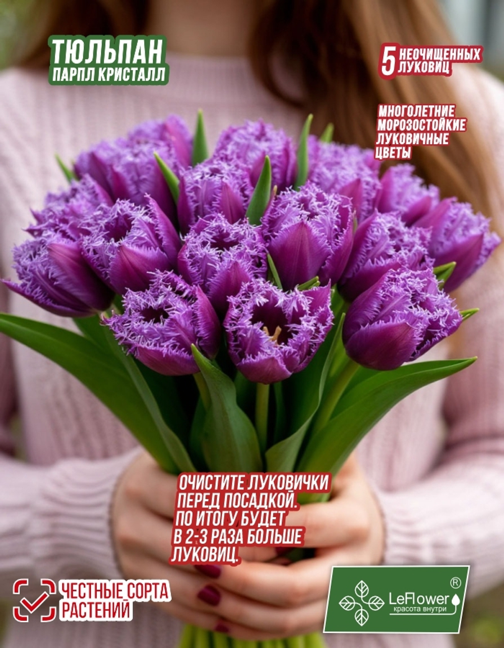 Тюльпан Луковица, Пурпл Кристалл, 5+ шт