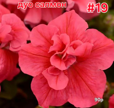 РАССАДА ПЕТУНИИ ДУО САЛМОН № 19