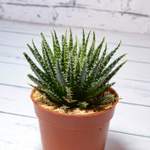 Aloe Haworthioides (Алоэ)