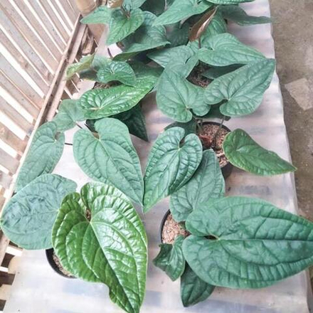 Антуриум SIRIH