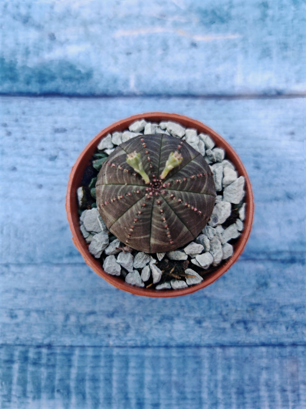 Суккулент Euphorbia Obesa (Эуфорбия)