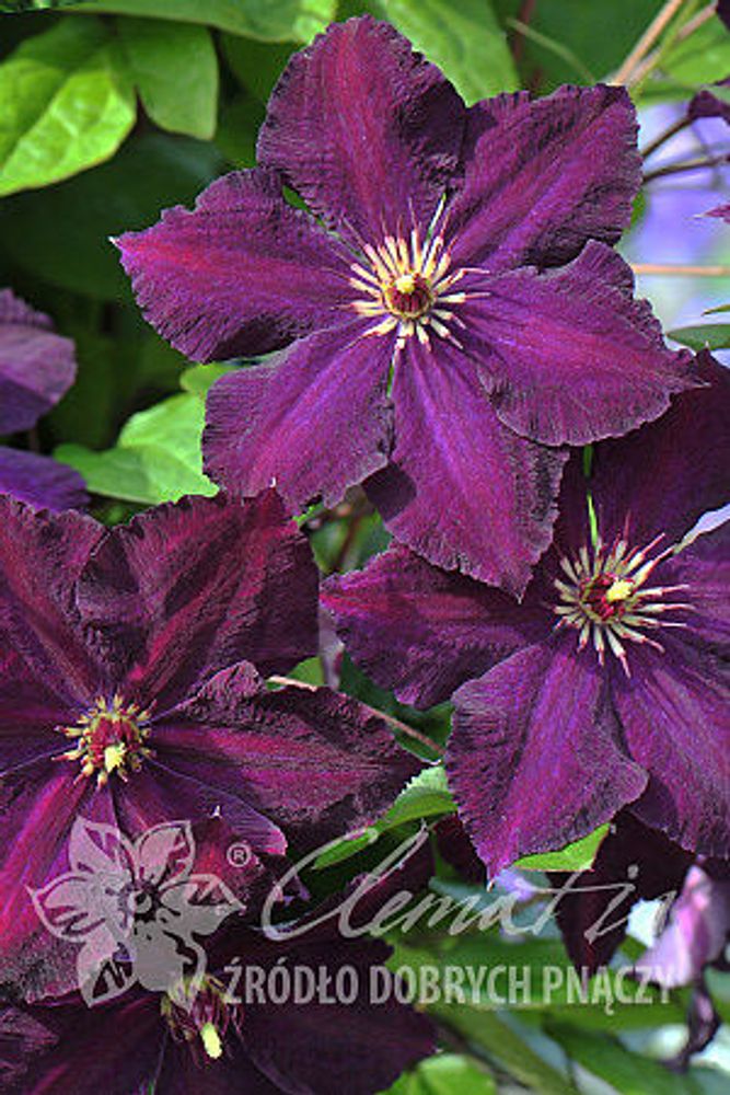 Клематис гибридный Грюнвальд Закупка М33 апрель 2026