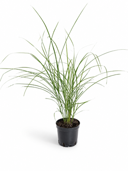 Мискантус китайский ‘Gracillimus’