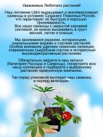 Люпин Оттенки розового многолетник