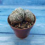 Astrophytum Asterias "Super Kabuto" (Астрофитум)