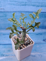 Senecio Articulatus (Крестовник)
