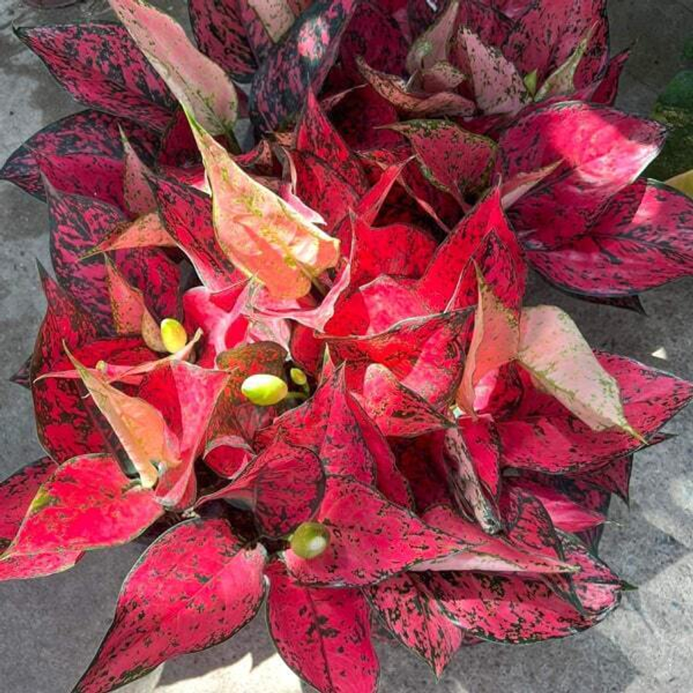 Аглаонема MAGENTA