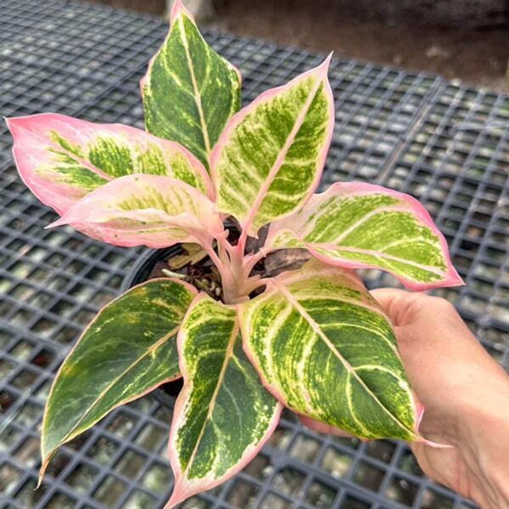 Аглаонема PINKY PIE