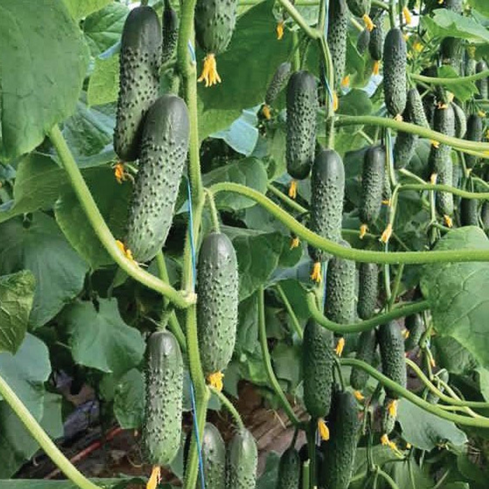 Огурец Северин F1 (50шт) Витагрин Профи