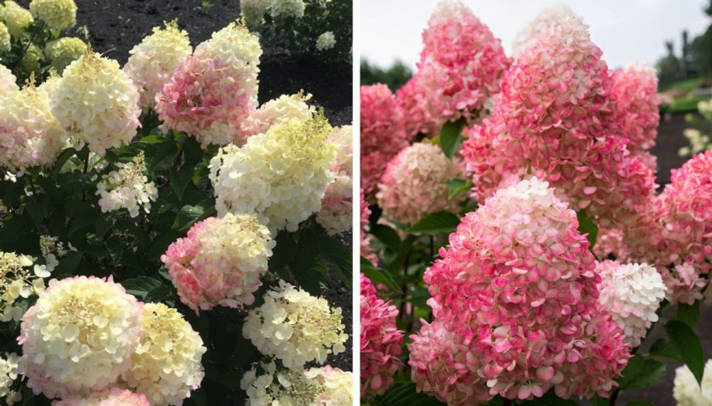 Пинки Промис (Hydrangea paniculata Pinky Promise)