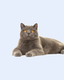 Кошки