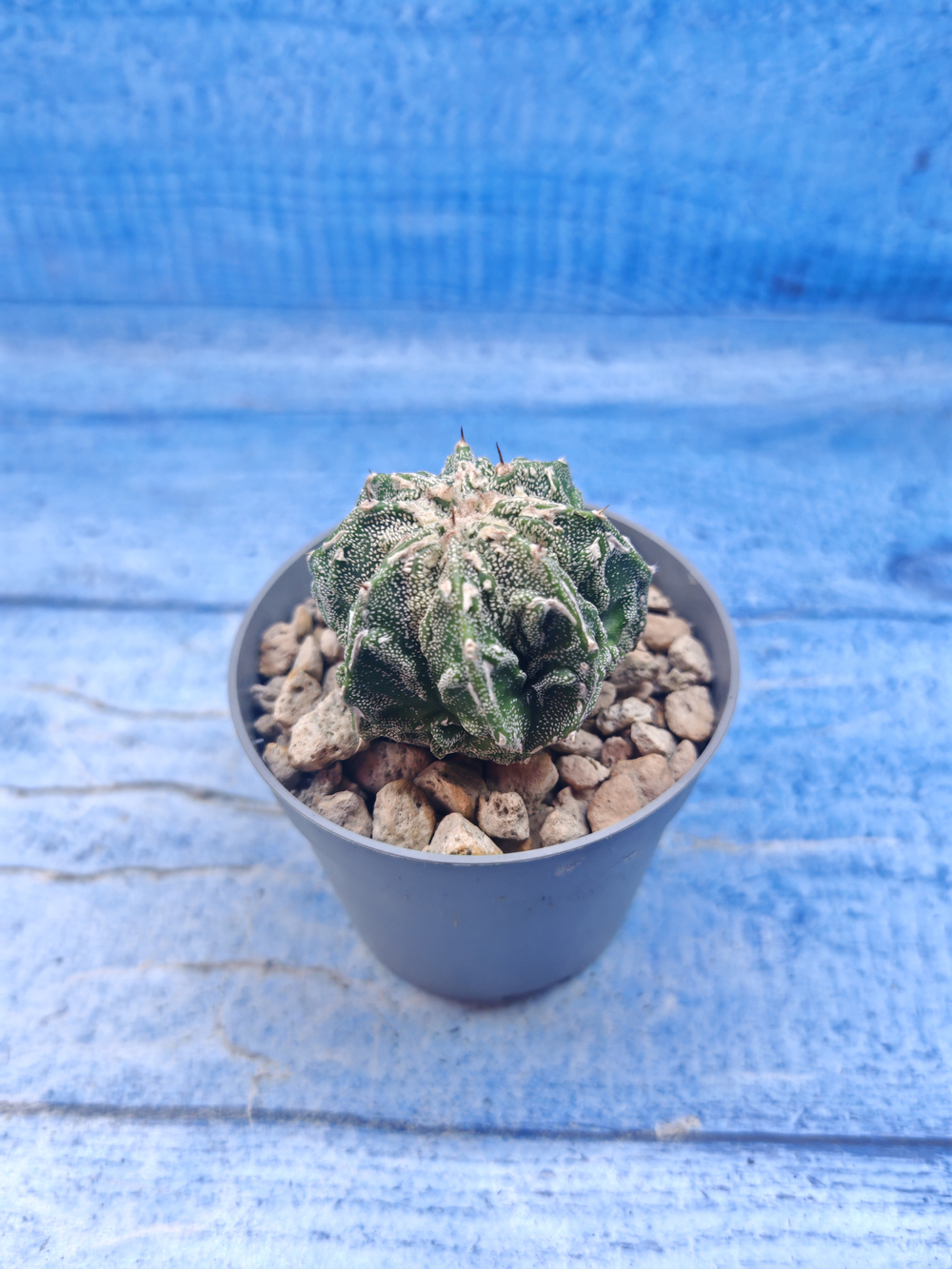 Astrophytum Myriostigma Fukuryu (Астрофитум)