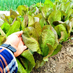 Салат Ромэн КРАСНАЯ ЗИМА - Rouge d’Hiver (Red Winter) Romaine Lettuce