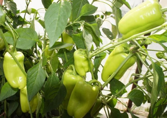 Джейд F1 семена перца сладкого (Sakata / Саката) – фото 2