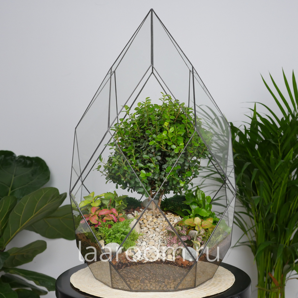 Готовый флорариум бонсай Мирсина Фаберже