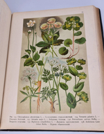 "Ботанический атлас по системе де-Кандоля". К.Гофман. 1899 г. - редкая книга