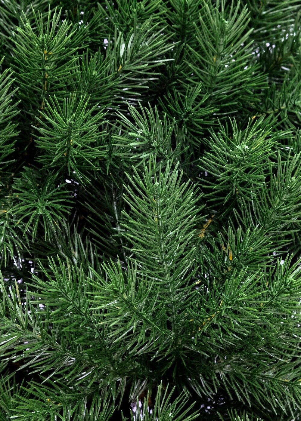 Ель искусственная «Алтея» (Литая хвоя) от 1,5 м до 2,5 м