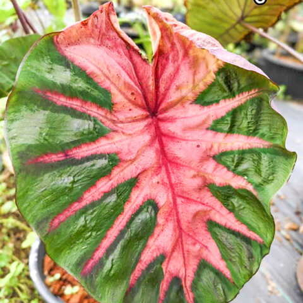 Колоказия LITTLE BUTTERFLY