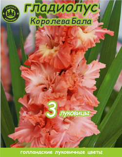Гладиолус Луковица, Королева Бала, 3 шт