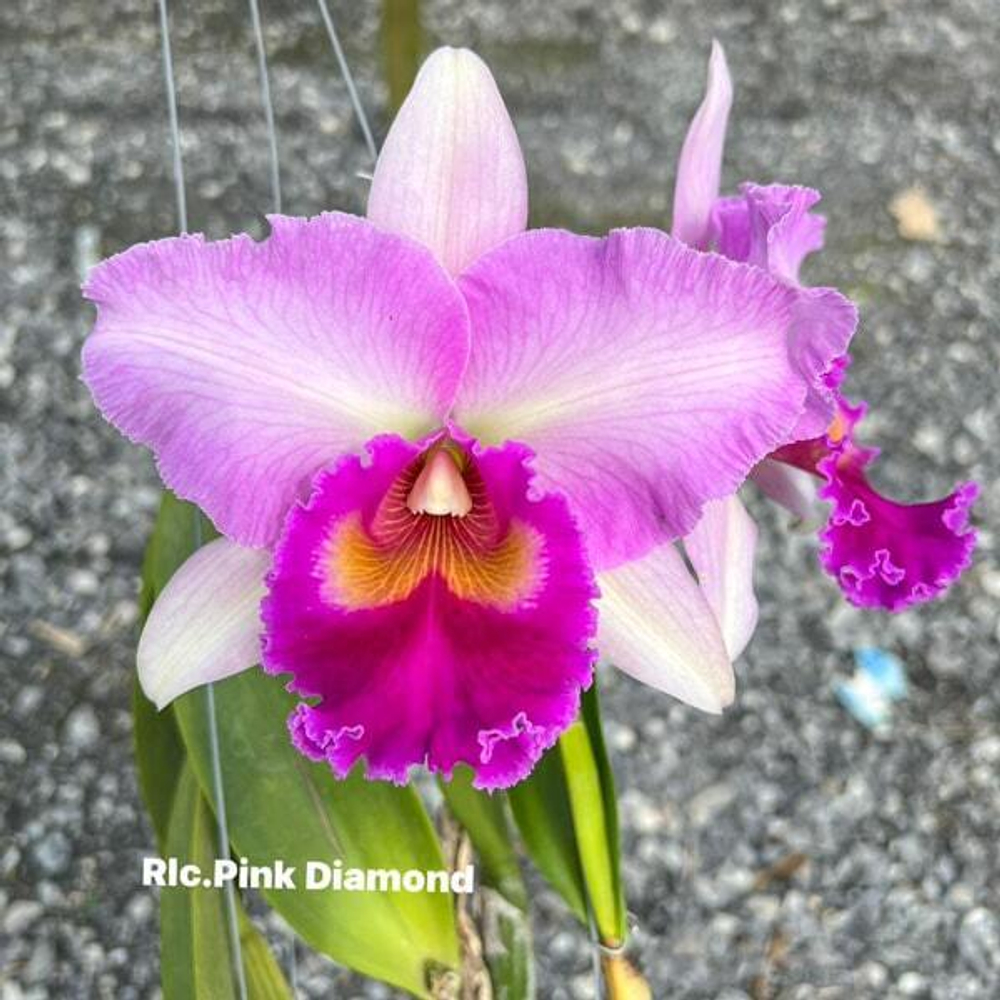 Орхидея ринхолелиокаттлея RLC. PINK DIAMOND