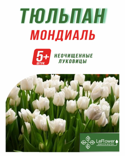 Тюльпан Луковица, Мондиаль, 5+ шт