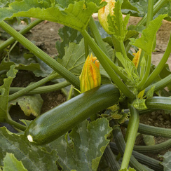 Ассо F1 семена кабачка (Syngenta / Сингента)