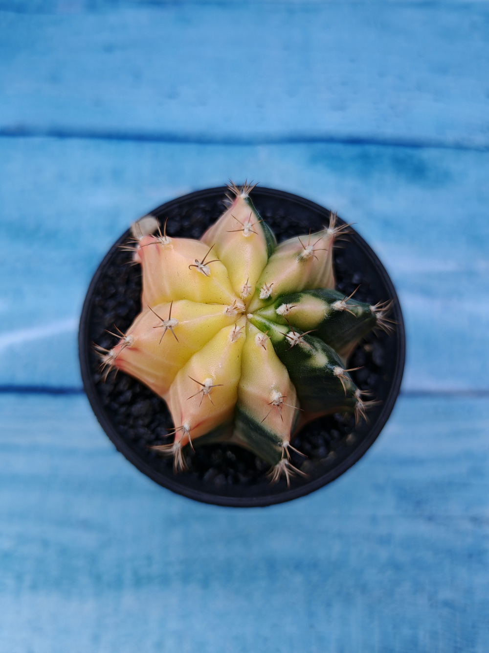 Gymnocalycium Variegata (Гимнокалициум Вариегатный)