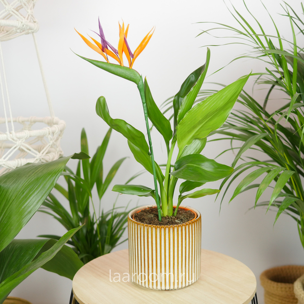 Стрелиция Регина 12/35