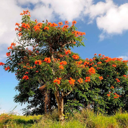 Лириодендрон (Тюльпанное дерево)