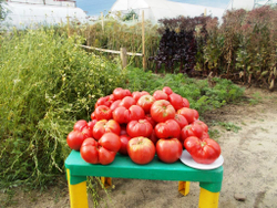 Легендарная Сызранская Розовая Ранняя Помидора