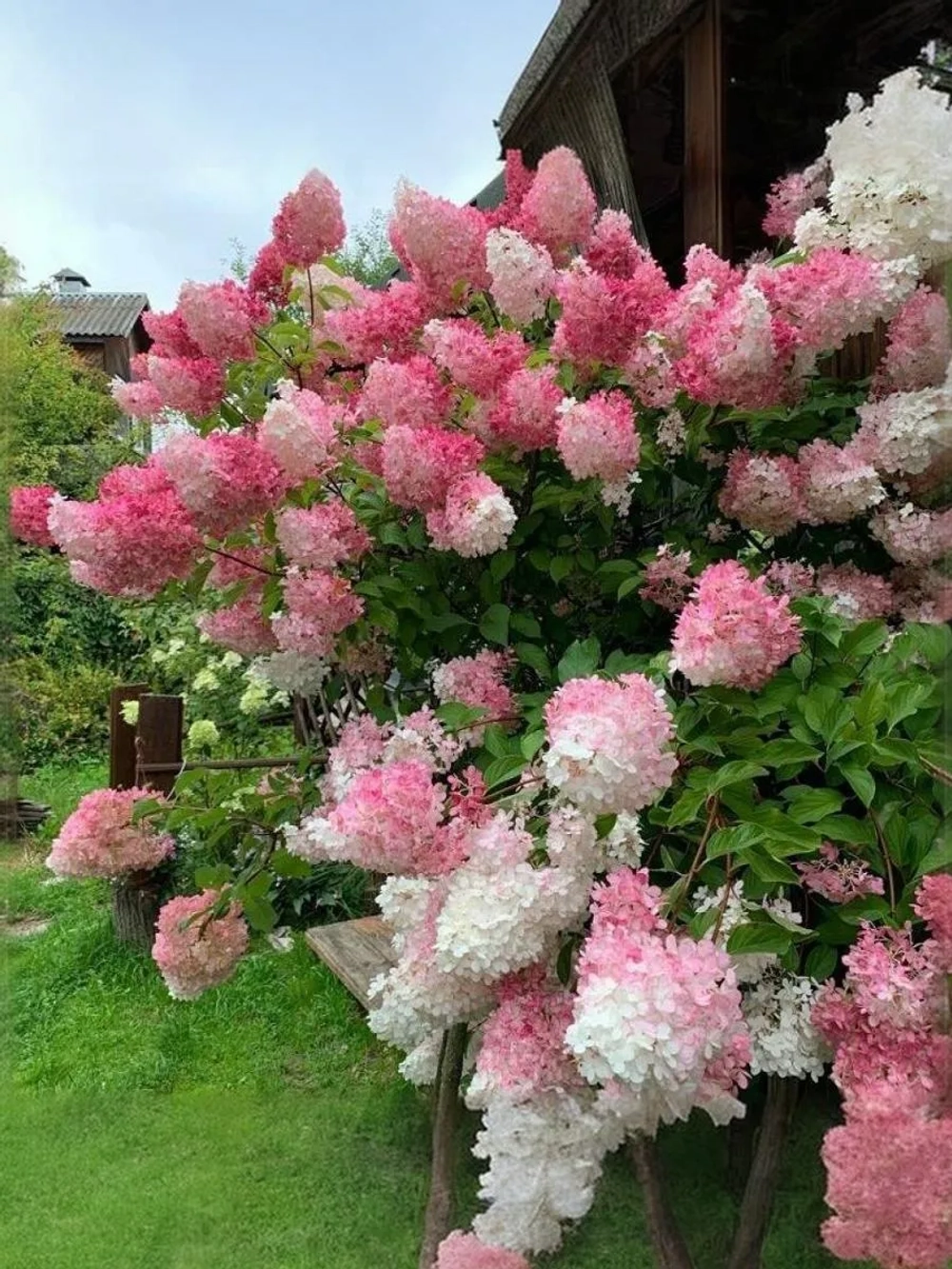 Гортензия метельчатая Ванилла Фрайз