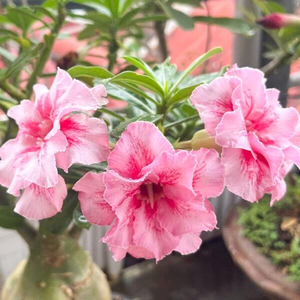 Адениум обесум MIGUEL