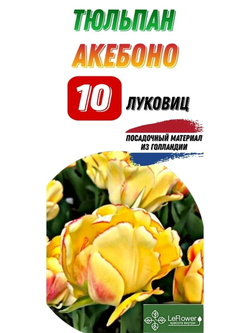 тюльпан акебоно10луковиц