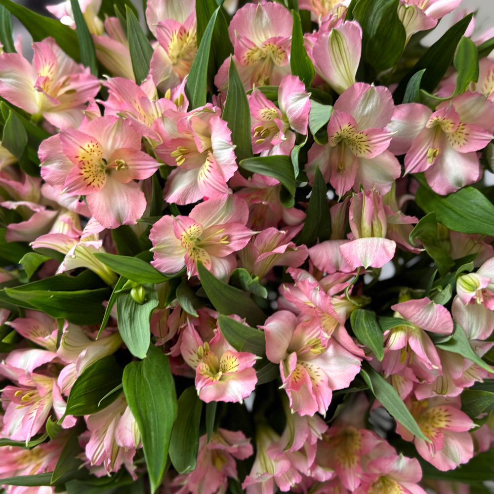 Букет с Альстромерией 25 штук