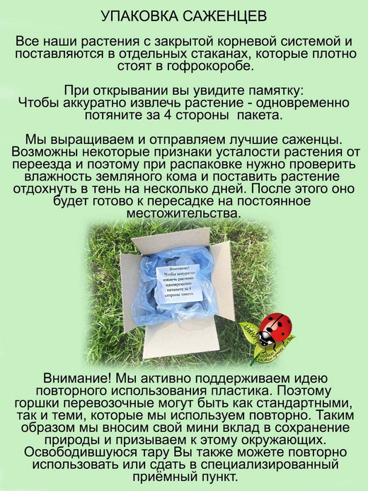 Актинидия коломикта Доктор Шимановски самоплодный