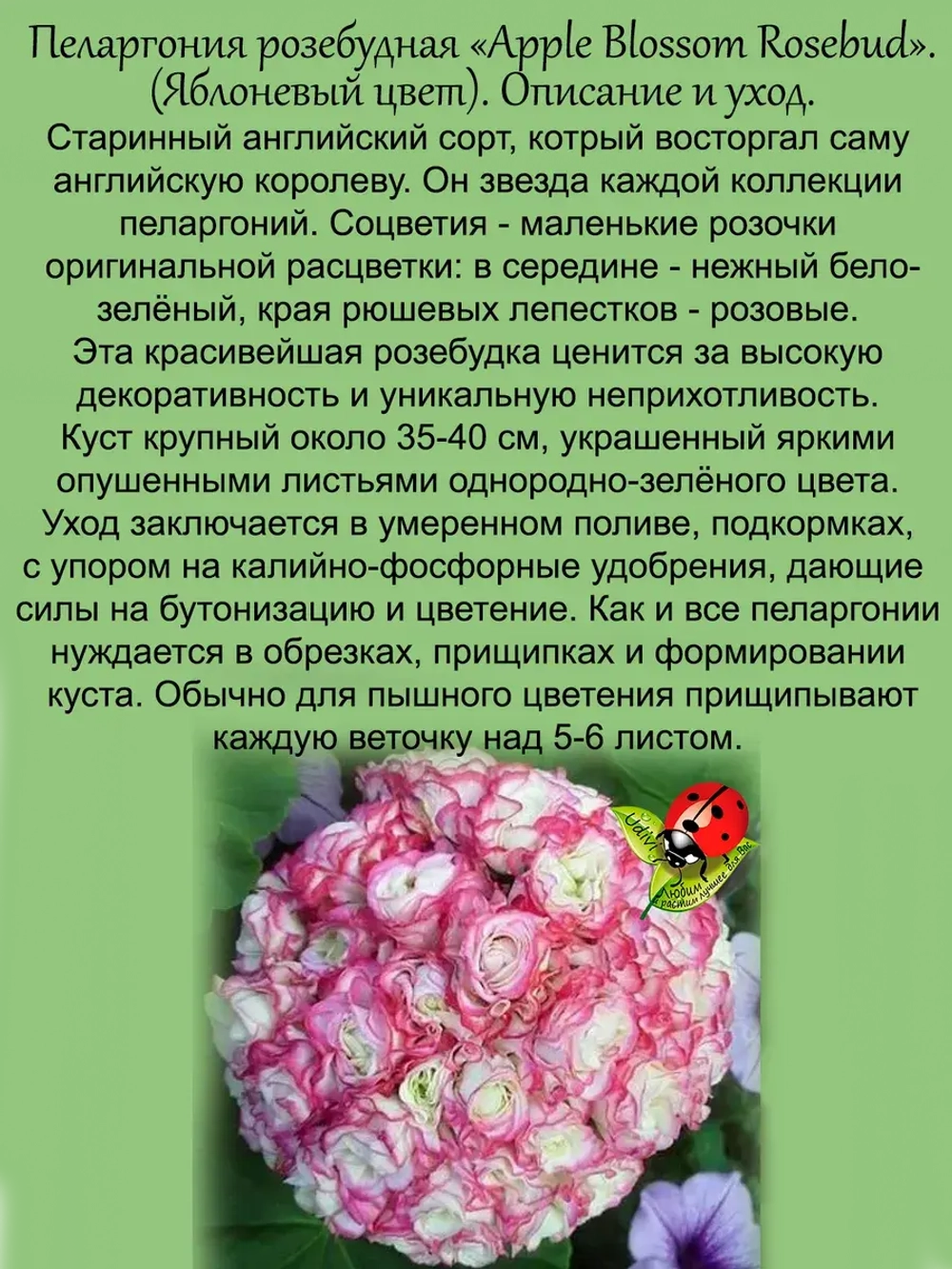 Пеларгония Эпл Блоссом Яблоневый цвет