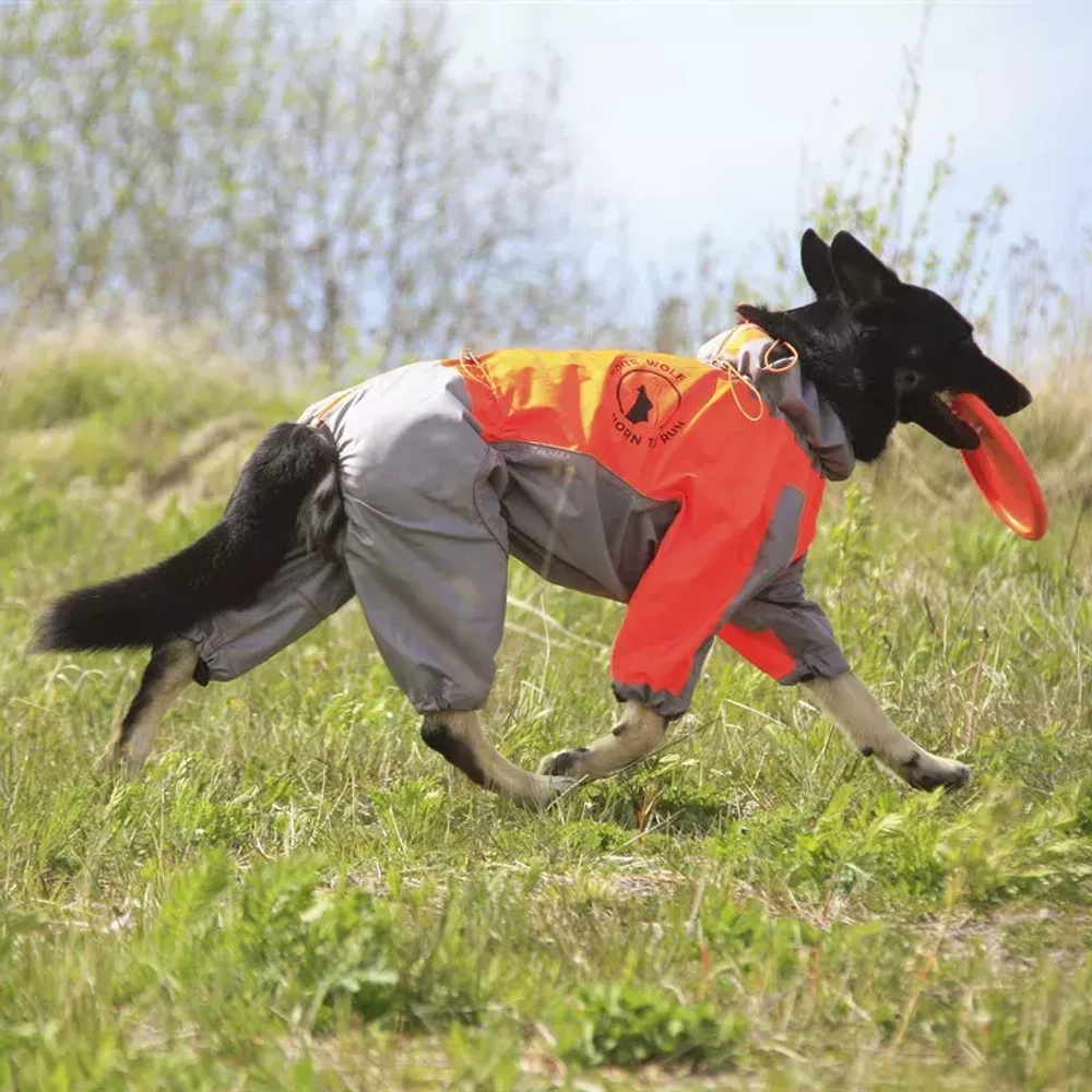 оранжево-серый комбинезон для собаки вырез не девочку