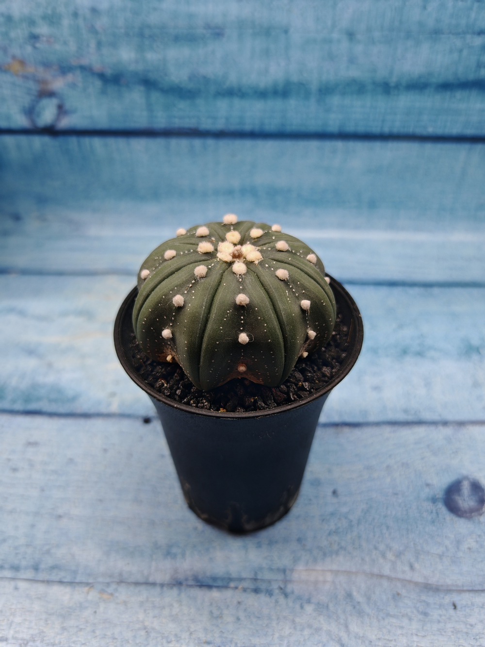 Astrophytum Asterias (Астрофитум)